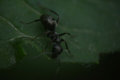 Formicidae