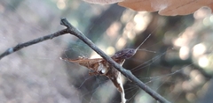 Parasteatoda lunata