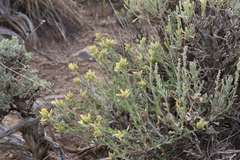 Ericameria discoidea