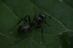 Formicidae