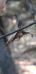 Parasteatoda lunata