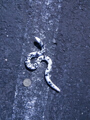 Amphisbaena fuliginosa bassleri