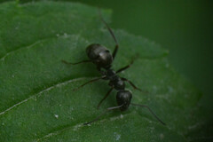 Formicidae