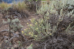 Ericameria discoidea
