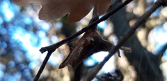 Parasteatoda lunata