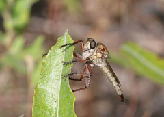Proctacanthus gracilis