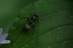 Formicidae