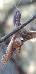 Parasteatoda lunata