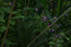 Epilobium hirsutum