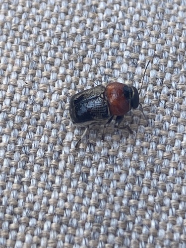 Montezuma Griburius (Griburius montezuma)