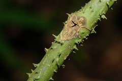 Ripogonum discolor