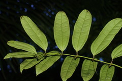 Ripogonum discolor