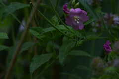 Epilobium hirsutum