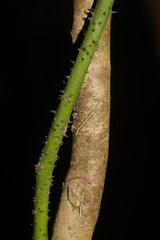 Ripogonum discolor