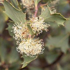 Hakea cristata