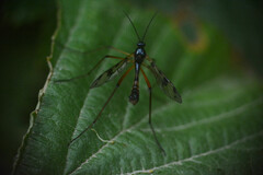 Ptychoptera contaminata