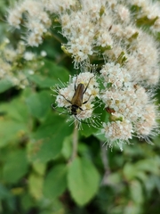 Lepturobosca