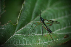 Ptychoptera contaminata
