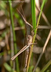 Mermiria intertexta