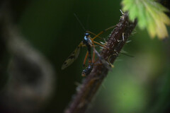 Ptychoptera contaminata