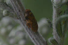 Philaenus spumarius