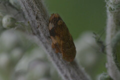 Philaenus spumarius