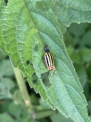 Kuschelina tenuilineata