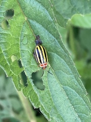 Kuschelina tenuilineata