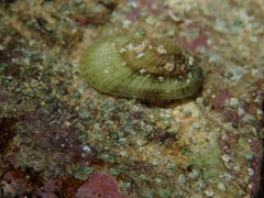 Diodora gibberula