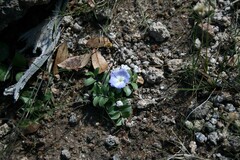 Evolvulus rotundifolius