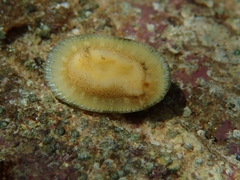 Diodora gibberula