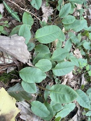 Epigaea