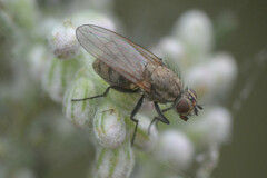 Muscoidea