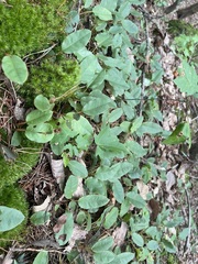 Epigaea
