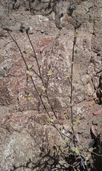 Ribes indecorum