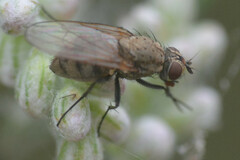Muscoidea