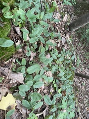 Epigaea