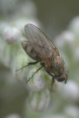 Muscoidea