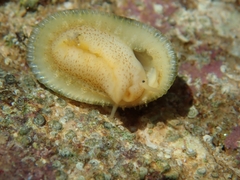 Diodora gibberula