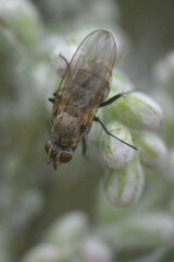 Muscoidea