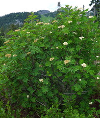 Sorbus sitchensis grayi