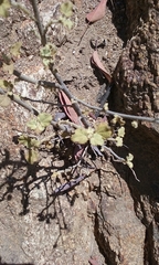 Ribes indecorum