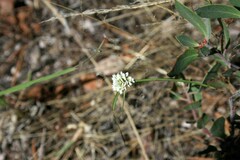 Cyperus seslerioides