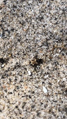 Tetragonoderus fasciatus