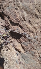 Ribes indecorum