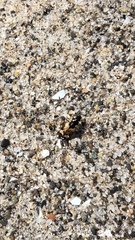 Tetragonoderus fasciatus