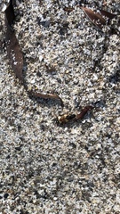 Tetragonoderus fasciatus