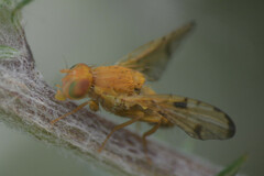 Xyphosia miliaria