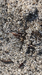 Tetragonoderus fasciatus