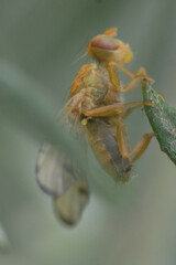 Xyphosia miliaria